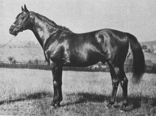 Sun Briar Racehorse