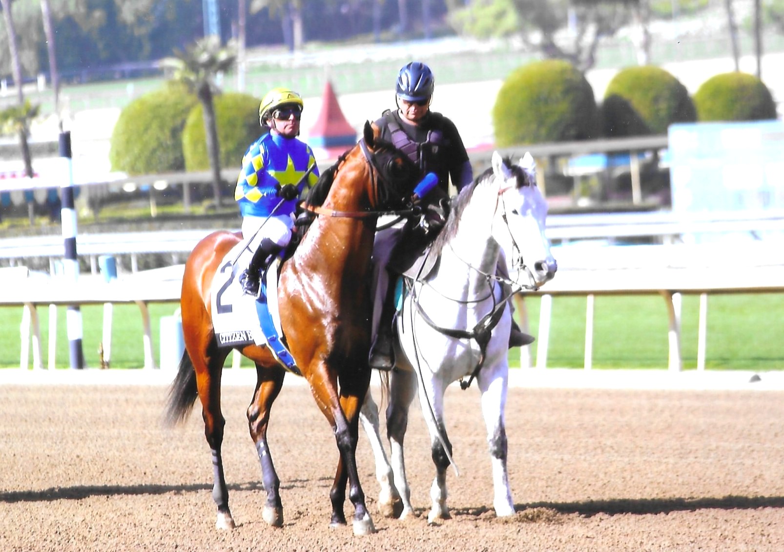 CITIZEN BULL racehorse