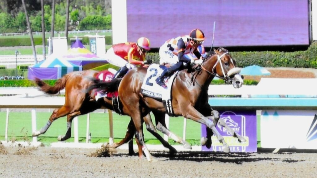 Intrepido- American Pharoah stakes